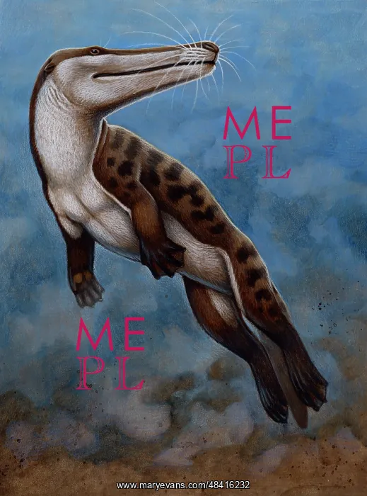 : Ambulocetus natans, an early cetacean that lived in the ? : Ambulocetus natans, an early cetacean that lived in the ?
