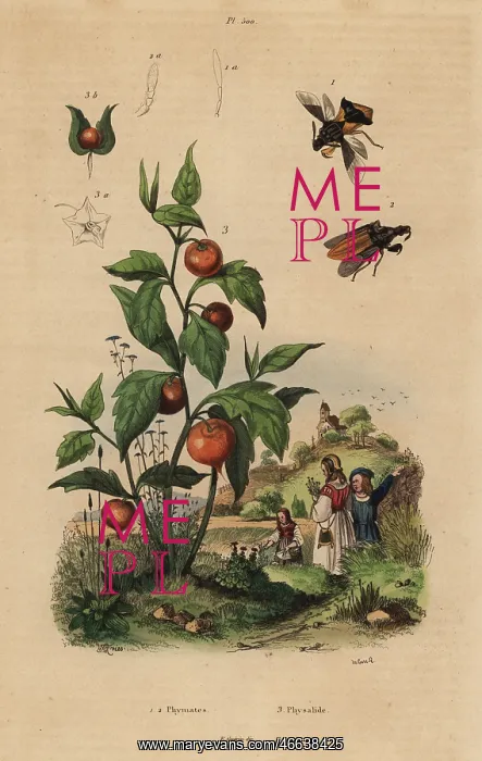 : Ambush bug and Chinese lantern plant : Ambush bug and Chinese lantern plant