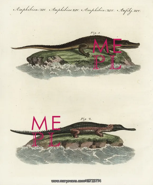 : American alligator and gavial : American alligator and gavial