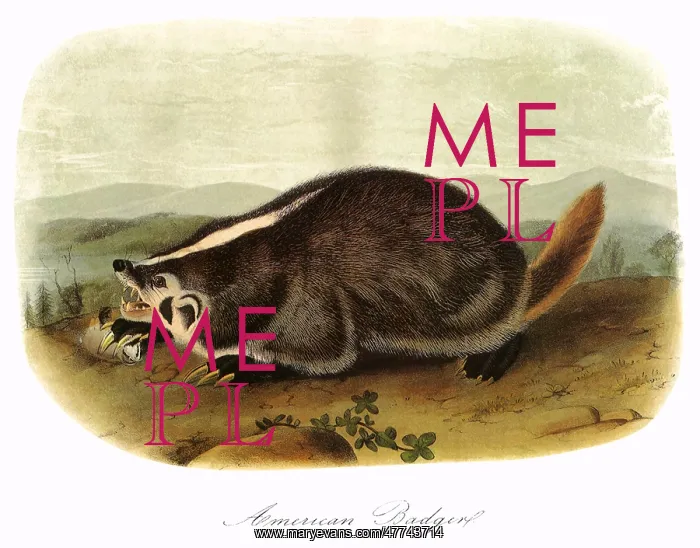  : American Badger