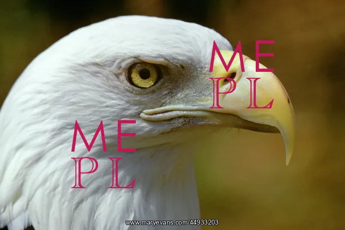: American Bald Eagle : American Bald Eagle