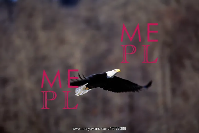 : American Bald Eagle in Flight : American Bald Eagle in Flight