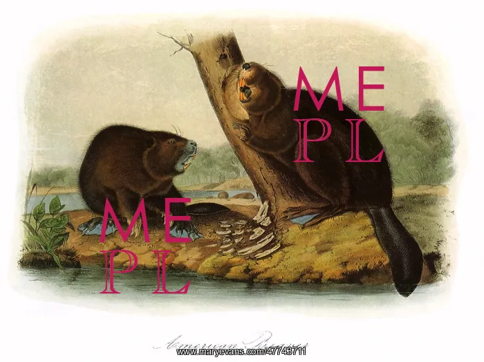  : American Beavers