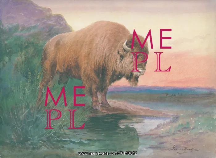  : American Bison
