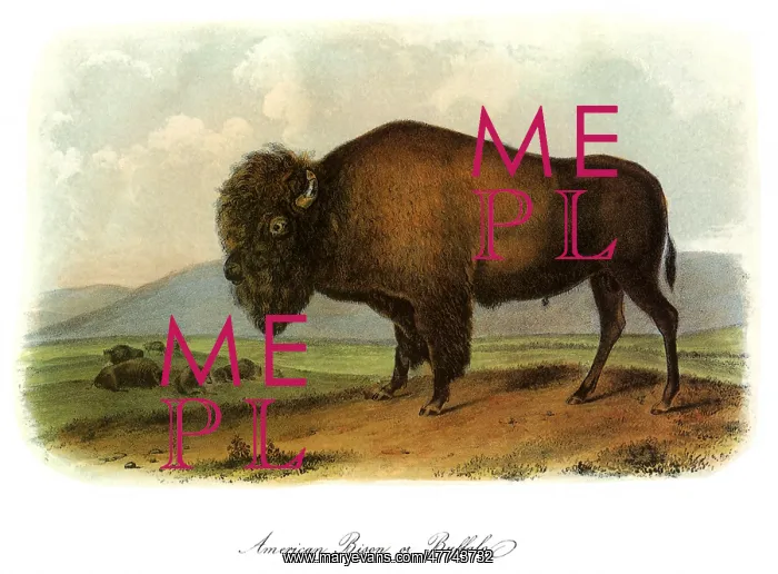  : American Bison