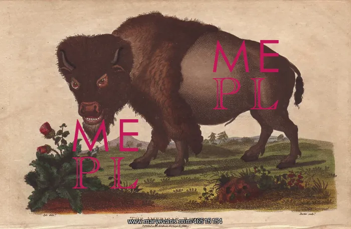 : American bison, Bison americanus : American bison, Bison americanus