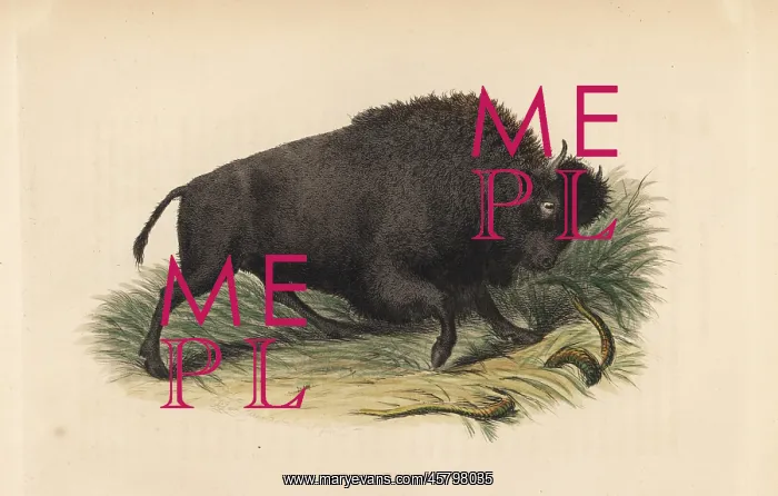 : American bison, Bison bison : American bison, Bison bison