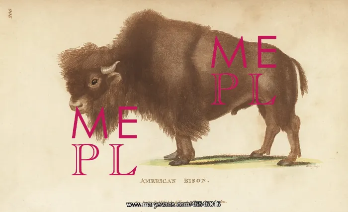 : American bison, Bison bison : American bison, Bison bison
