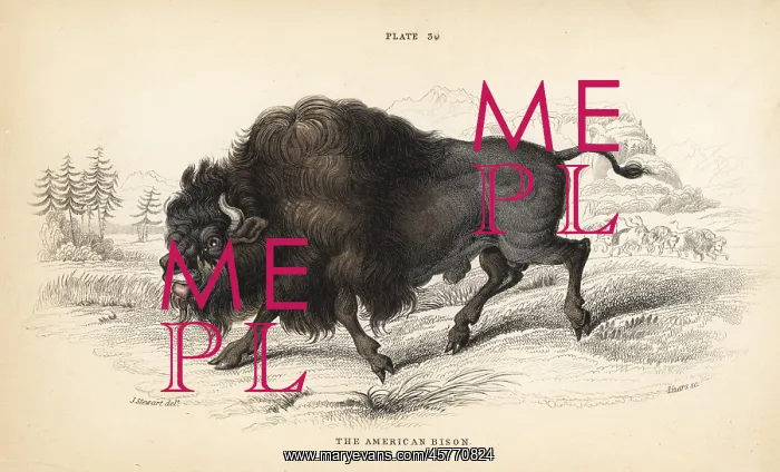 : American bison or buffalo, Bison bison : American bison or buffalo, Bison bison