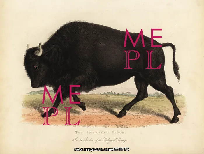 : American bison or buffalo, Bison bison : American bison or buffalo, Bison bison