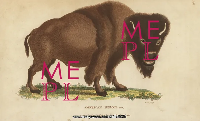 : American bison var. Bison bison : American bison var. Bison bison