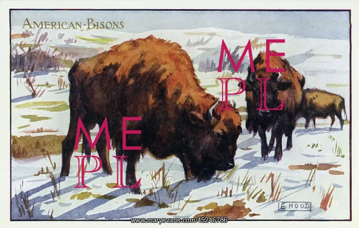 : American bisons : American bisons