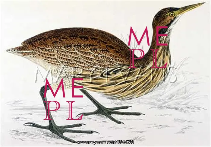 : AMERICAN BITTERN : AMERICAN BITTERN