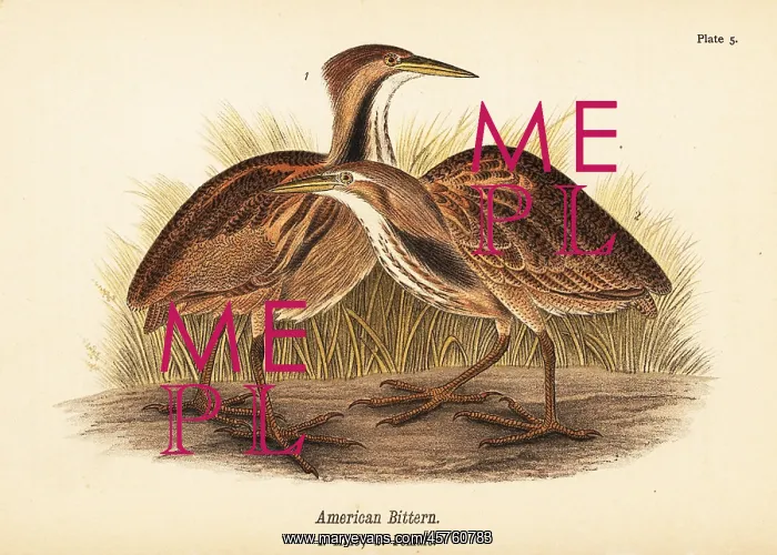 : American bittern, Botaurus lentiginosus : American bittern, Botaurus lentiginosus