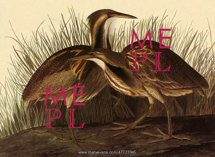 : American Bittern, Botaurus lentiginosus : American Bittern, Botaurus lentiginosus