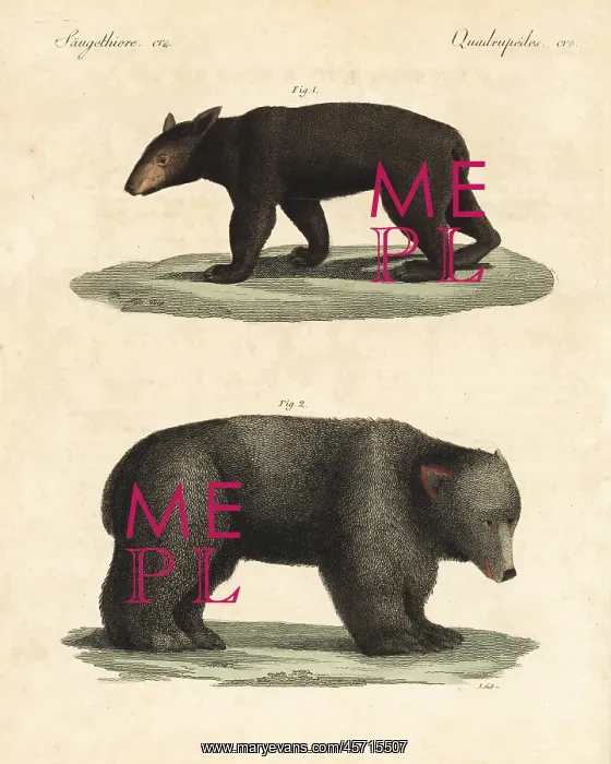 : American black bear and brown bear : American black bear and brown bear