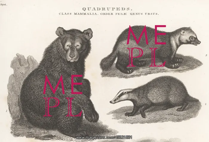 : American black bear, glutton and badger : American black bear, glutton and badger