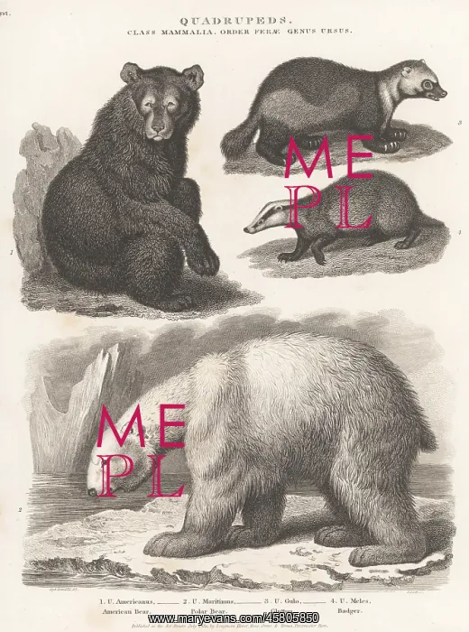 : American black bear, polar bear, glutton and badger : American black bear, polar bear, glutton and badger