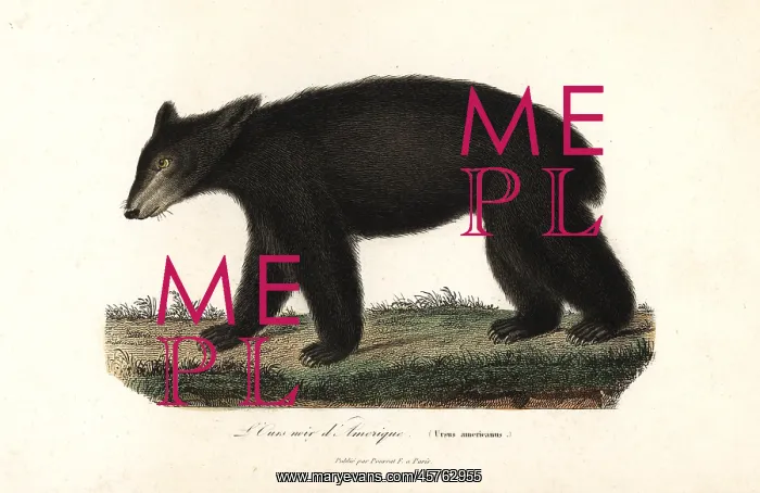 : American black bear, Ursus americanus : American black bear, Ursus americanus