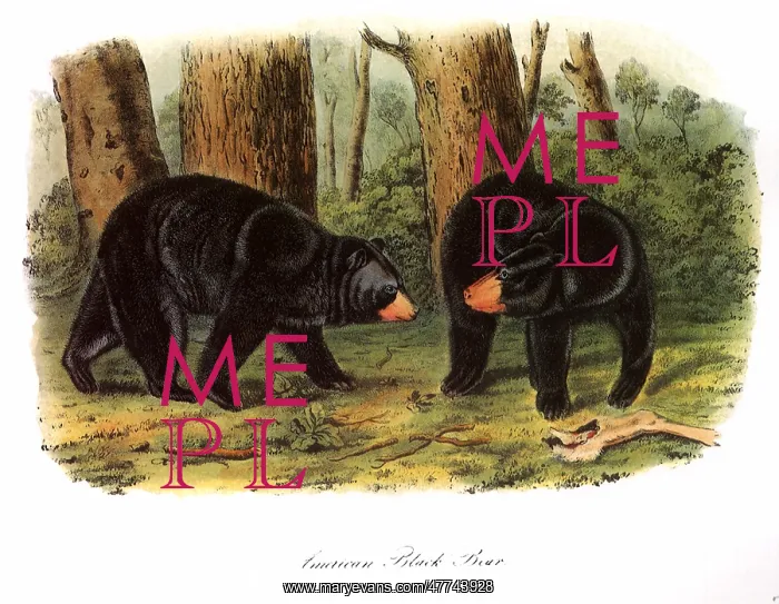  : American Black Bears