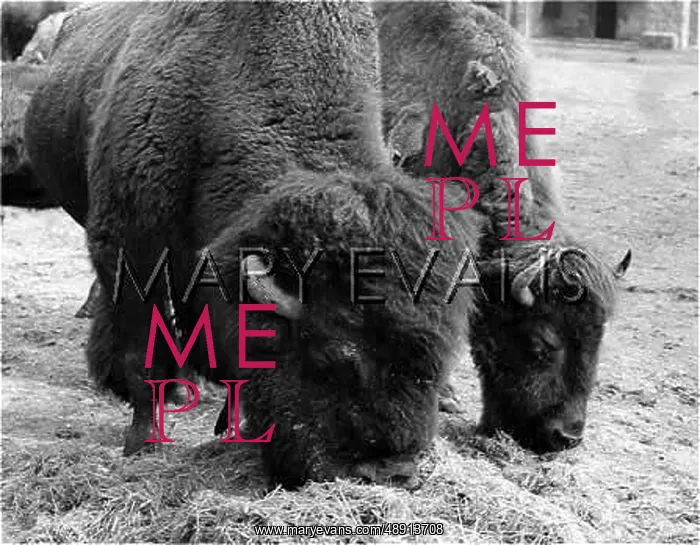  : AMERICAN BUFFALO