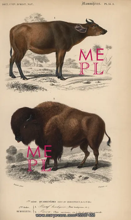 : American buffalo or bison, Bison bison, and : American buffalo or bison, Bison bison, and