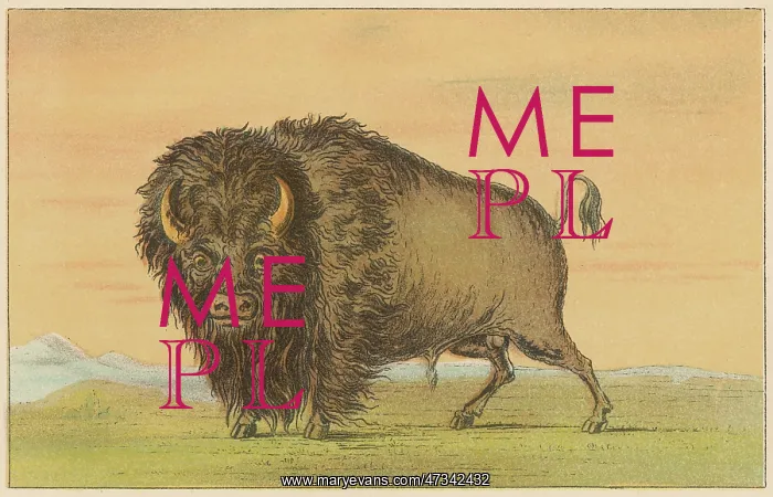 : American buffalo or bison, by George Catlin : American buffalo or bison, by George Catlin