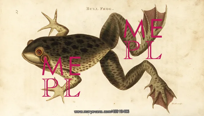 : American bullfrog, Lithobates catesbeianus : American bullfrog, Lithobates catesbeianus