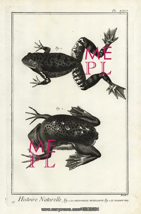 : American bullfrog and Suriname toad : American bullfrog and Suriname toad