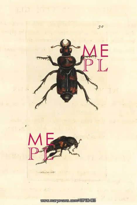 : American burying beetle, Nicrophorus americanus : American burying beetle, Nicrophorus americanus