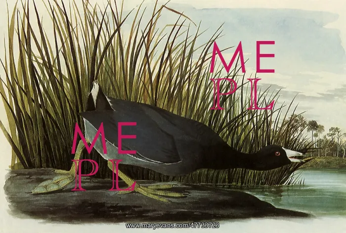  : American Coot