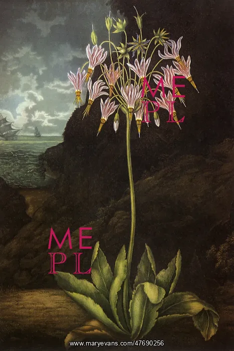 : The American Cowslip : The American Cowslip