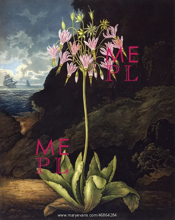 : The American Cowslip (Dodecatheon) : The American Cowslip (Dodecatheon)