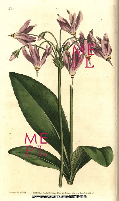 : American cowslip or Mead's dodecatheon, Dodecatheon meadia : American cowslip or Mead's dodecatheon, Dodecatheon meadia