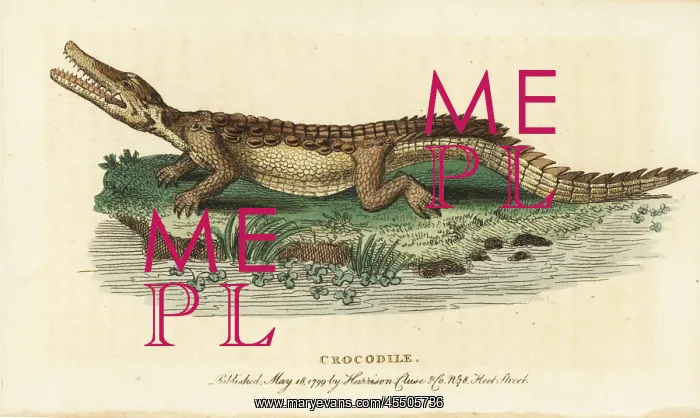: American crocodile, Crocodylus acutus : American crocodile, Crocodylus acutus