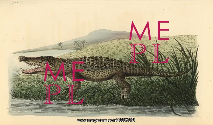 : American crocodile, Crocodylus acutus Vulnerable : American crocodile, Crocodylus acutus Vulnerable
