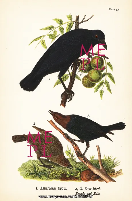: American crow and brown-headed cowbird : American crow and brown-headed cowbird
