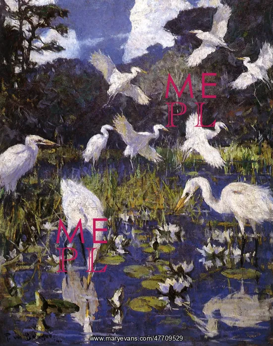  : American Egrets