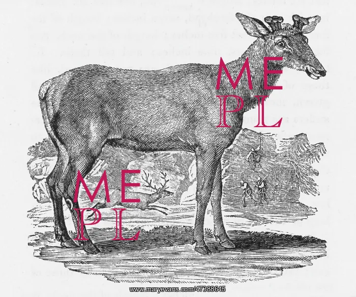 : AMERICAN ELK (BEWICK) : AMERICAN ELK (BEWICK)