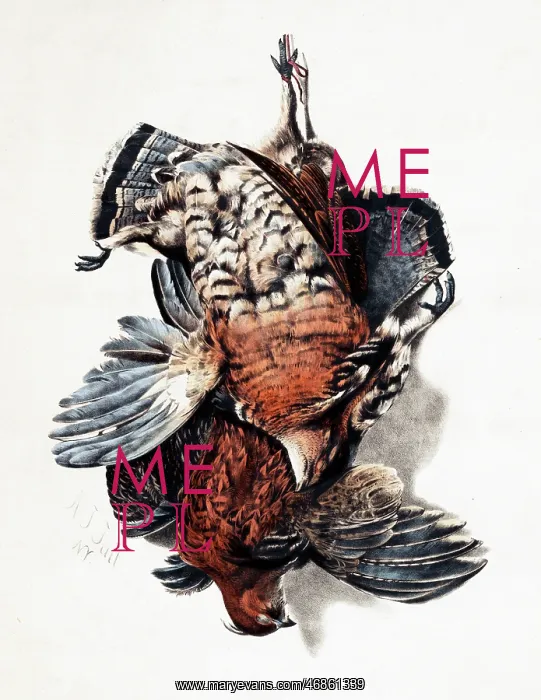  : American Feathered Game