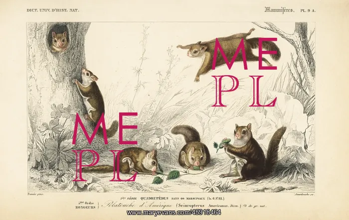 : American flying squirrel, Glaucomys volans : American flying squirrel, Glaucomys volans