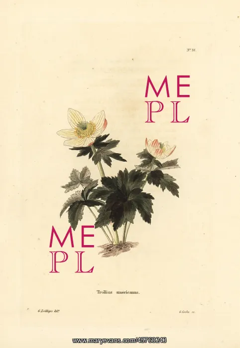 : American globeflower, Trollius laxus : American globeflower, Trollius laxus