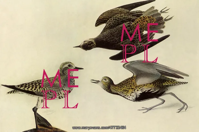  : American Golden Plover