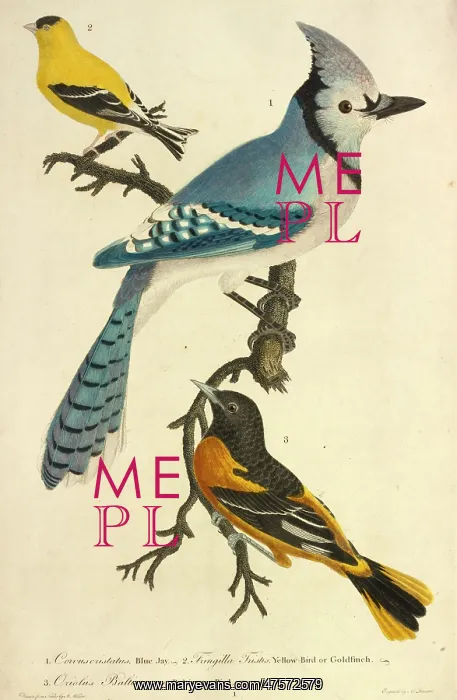 : American Goldfinch : American Goldfinch