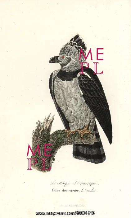 : American harpy eagle, Harpia harpyja : American harpy eagle, Harpia harpyja