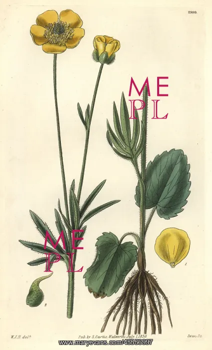 : American heart-leaved crowfoot, Ranunculus cardiophyllus : American heart-leaved crowfoot, Ranunculus cardiophyllus