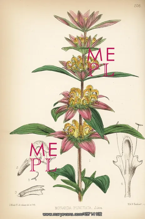 : American horsemint or spotted beebalm, Monarda punctata : American horsemint or spotted beebalm, Monarda punctata
