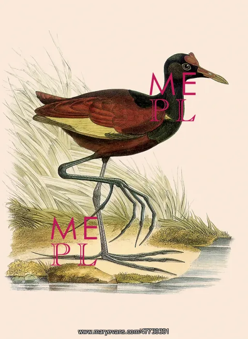 : American Jacana, Jacana spinosa