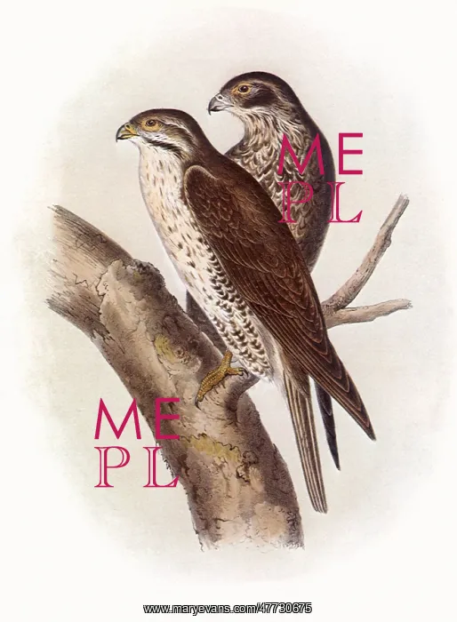  : American Lanier Falcon, Falco polyagrus