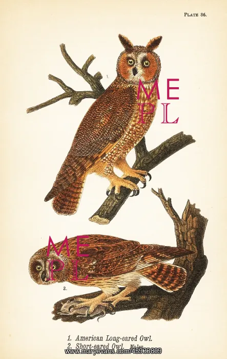  : American long-eared owl and short-eared owl